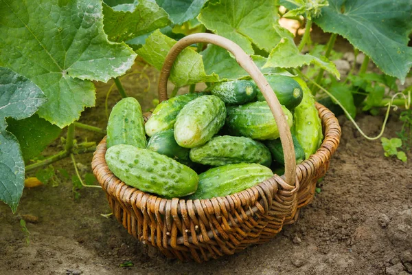 Ripe cucumbers in small basket — Stock Image Ripe Cucumbers Small Basket Stock Image