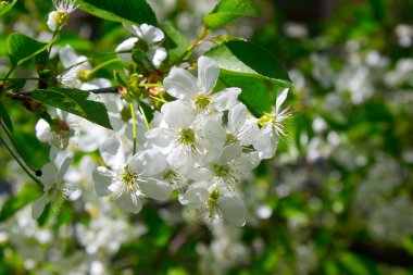 Kiraz çiçeği çiçek Bahar Dalı