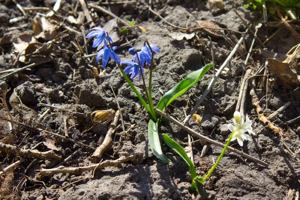 Blue Spring Snowdrop Flowers Forest Outdoor — Stock Photo, Image