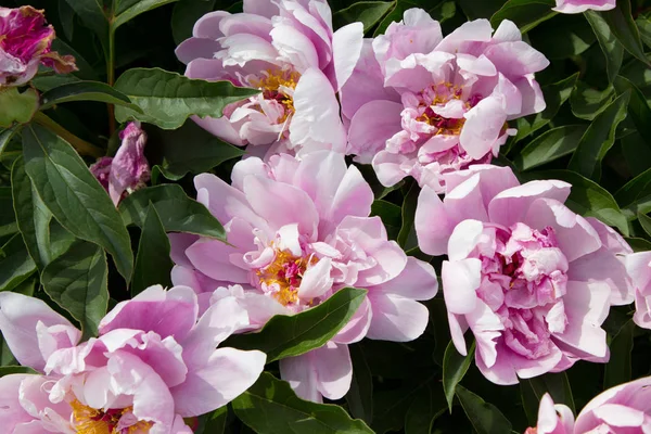 Rosa Pion Blomma Trädgården — Stockfoto