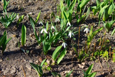 Ormanda, açık havada, beyaz ilkbahar kardelen çiçekleri