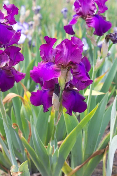Fiori Iris All Inizio Dell Estate — Foto Stock