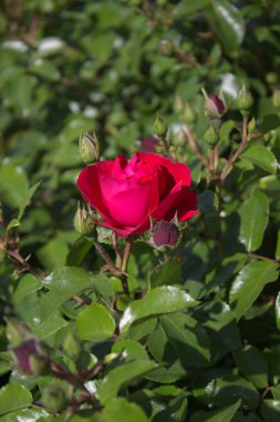 Bahçede açan kırmızı gül
