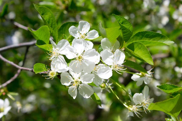 春の枝の桜の花 — ストック写真