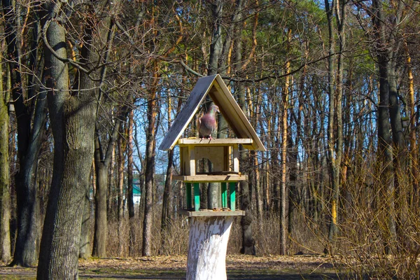 Birdfeeder Δομή Στον Κήπο Καλοκαίρι — Φωτογραφία Αρχείου