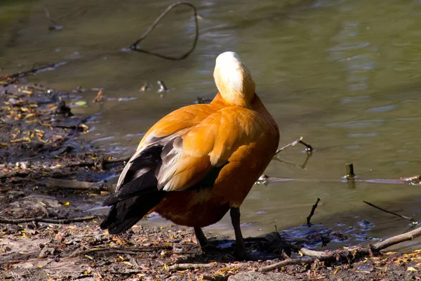 Canard Roux Canard Rouge Sur Rivage — Photo