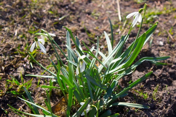 Ormanda, açık havada, beyaz ilkbahar kardelen çiçekleri