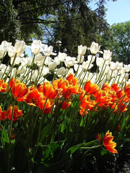 Tulipes Colorées Par Une Journée Ensoleillée — Photo