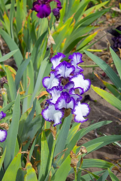 Iris Blommor Försommaren — Stockfoto
