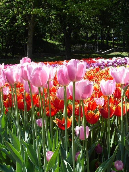 Colorful Tulips Sunny Day — Stock Photo, Image