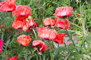 Yazın parlak kırmızı gelincik çiçeği