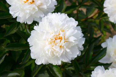 Beyaz Şakayık Çiçeği Bahçe fotoğrafı