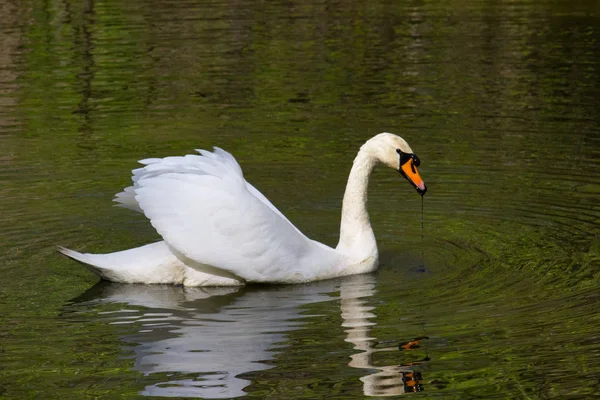 Gran Cisne Blanco Agua — Foto de Stock