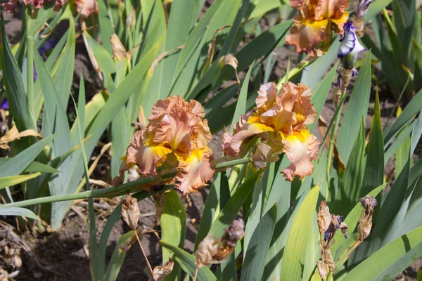 Iris Blomma Närbild Vacker Iris Blommor Försommaren — Stockfoto