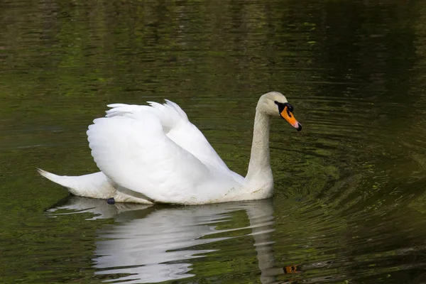 Cisne Blanco Agua — Foto de Stock