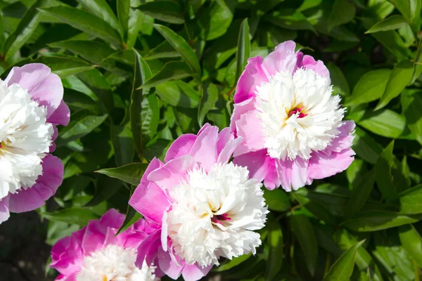 Photo Fleur Pivoine Rose Dans Jardin — Photo
