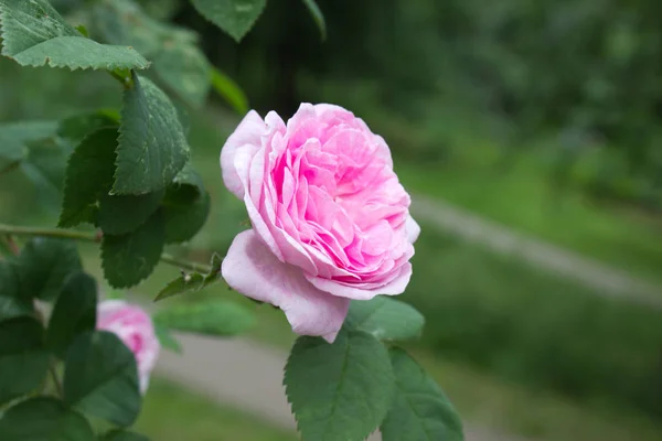 Foto Una Rosa Floreciente Jardín — Foto de Stock