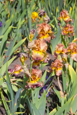 güzel Iris çiçekler erken yaz aylarında 