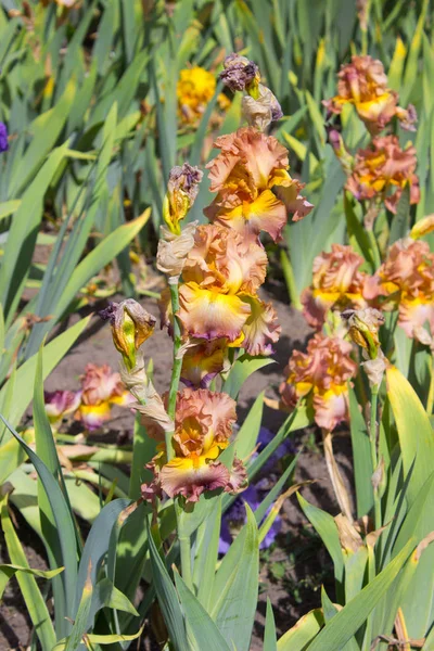 Vackra Iris Blommor Försommaren — Stockfoto