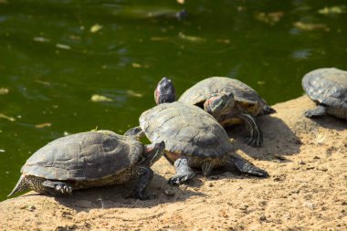 Kaplumbağa veya sahilde kaplumbağa. Yabani hayvanlar ve bitkiler hayvanlar.