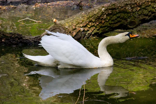 Cisne Blanco Agua — Foto de Stock