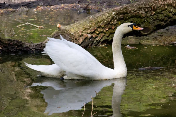 Cisne Blanco Agua — Foto de Stock