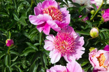 Bahçedeki pembe Şakayık çiçeği fotoğrafı