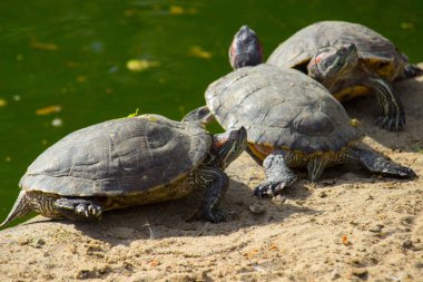 Kaplumbağa veya sahilde kaplumbağa. Yabani hayvanlar ve bitkiler hayvanlar.