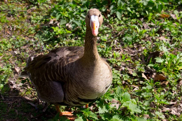 Patos Domésticos Aldeia Grama Verde — Fotografia de Stock