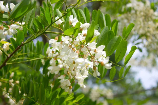 アカシアの木の白いアカシアの花 クローズアップ — ストック写真