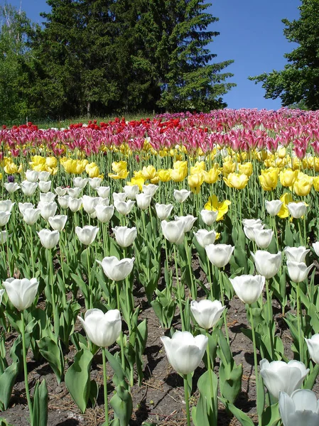 Colorful Tulips Sunny Day — Stock Photo, Image