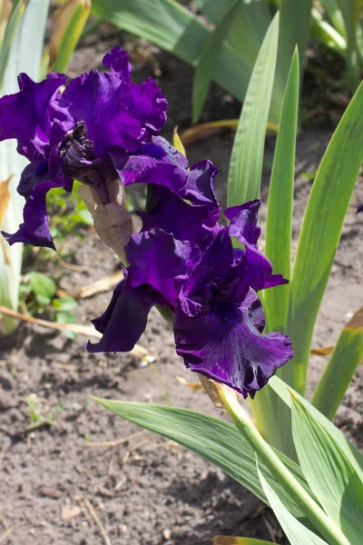 Närbild Vacker Iris Blommor Början Sommaren — Stockfoto