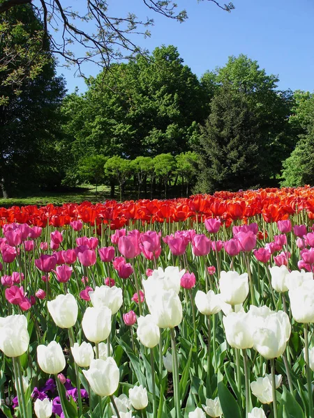 Tulipes Colorées Par Une Journée Ensoleillée — Photo