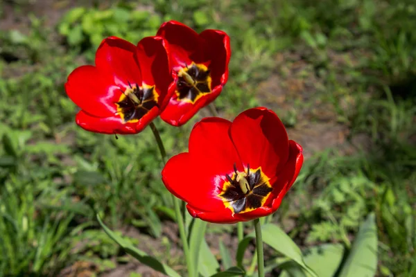 Röd Tulpan Blommor Solig Dag — Stockfoto