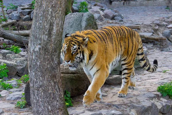 Siberian tiger walking on a sunny day