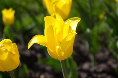 Sarı Lale çiçek güneşli bir günde