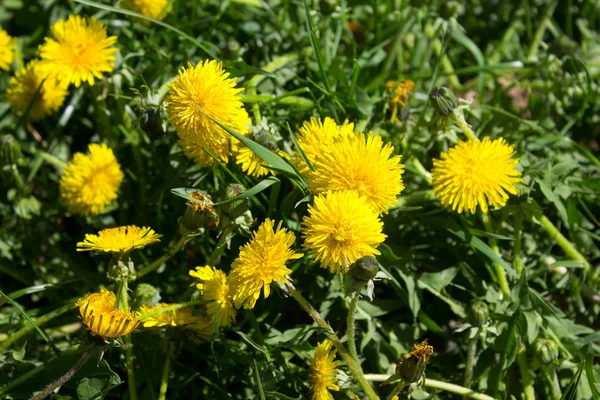 Fioritura Fiori Tarassaco Primavera — Foto Stock