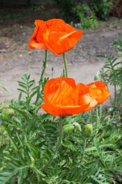 Yazın parlak kırmızı gelincik çiçeği