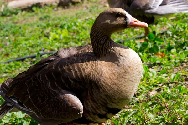 Domestic Ducks Village Green Grass — Stock Photo, Image