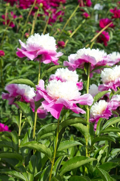 Foto Rosa Pion Blomma Trädgården — Stockfoto