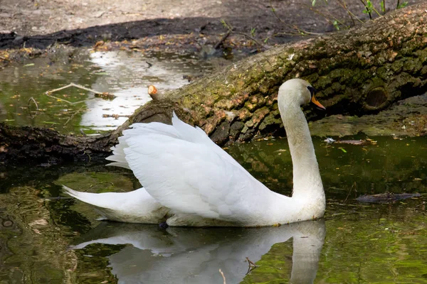 Gran Cisne Blanco Agua — Foto de Stock