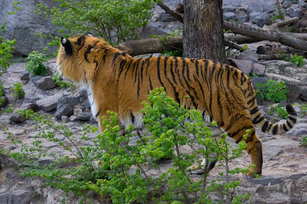 Sibirisk Tiger Gångavstånd Solig Dag — Stockfoto