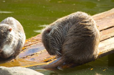 İki Coypu veya eğitimin oturma kendilerini Temizleme.