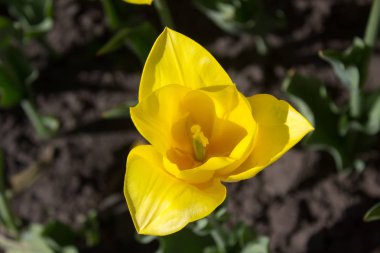 Sarı Lale çiçek güneşli bir günde