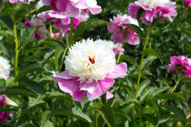 Bahçedeki pembe Şakayık çiçeği fotoğrafı