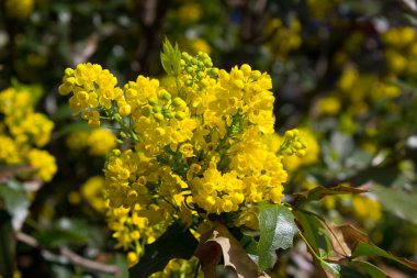 Parkta sarı çiçek çiçeklenme.