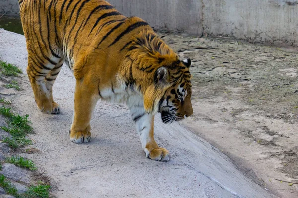 Sibirisk Tiger Gångavstånd Sommardag — Stockfoto