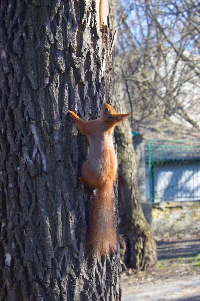 Kızıl Sincap Yaz Parkta — Stok fotoğraf