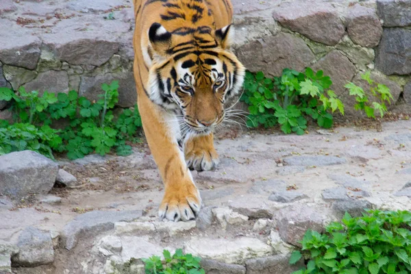 Tigre Siberiano Caminhando Dia Verão — Fotografia de Stock