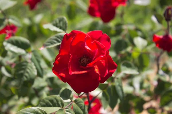 Rosa Rossa Fiorente Giardino — Foto Stock